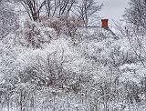 Snow-Covered Thicket_DSCF03685